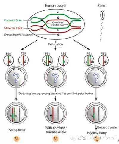 二胎代生-囊胚全基因筛查保障试管婴儿活产率！